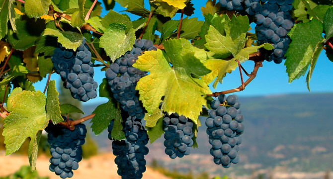 Merlot